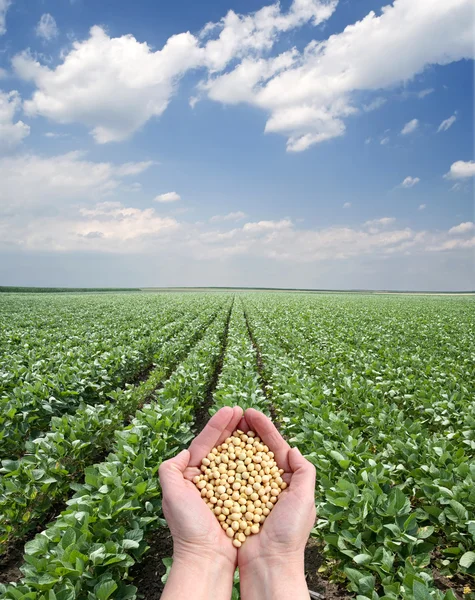 Agricultura — Fotografia de Stock