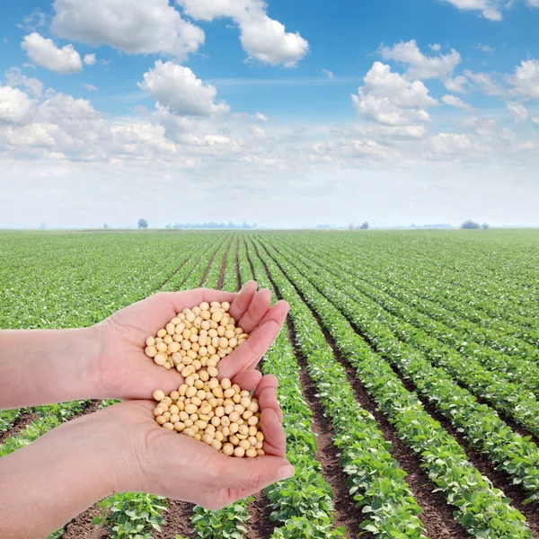 Landwirtschaft — Stockfoto