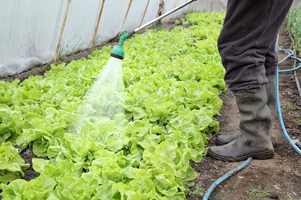 Agriculture — Stock Photo, Image