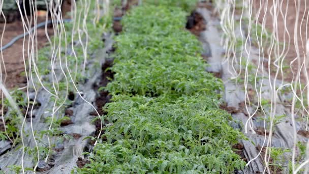 Agricultura — Vídeo de Stock