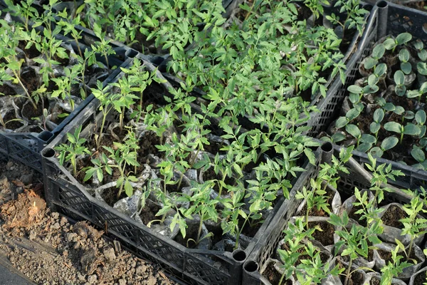 Agricoltura — Foto Stock