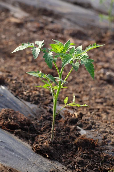 Agricoltura — Foto Stock