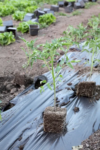 Agriculture — Stock Photo, Image