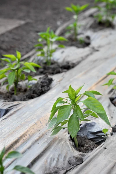 Agricoltura — Foto Stock