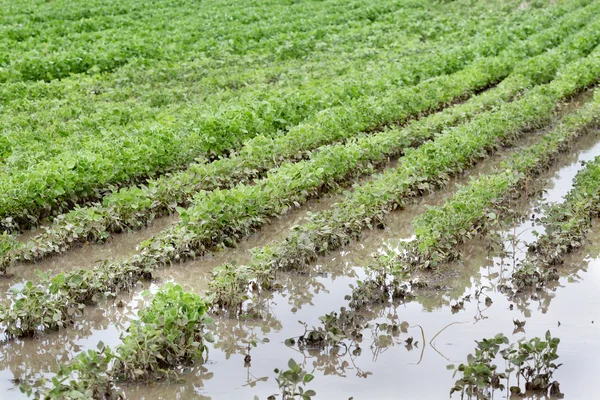 Landbouw — Stockfoto