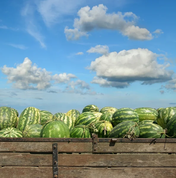 Marché des agriculteurs — Photo