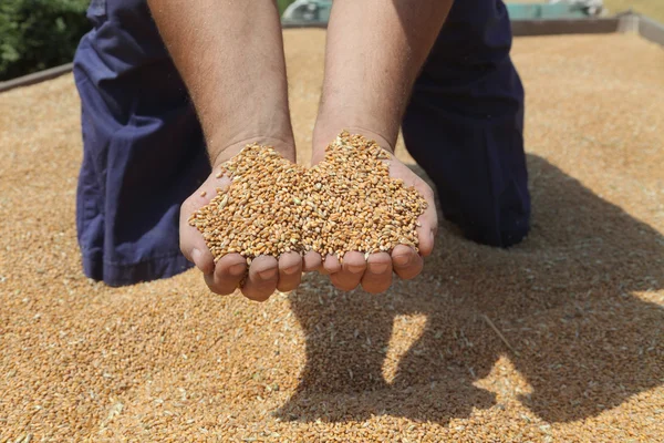 Conceito agrícola — Fotografia de Stock