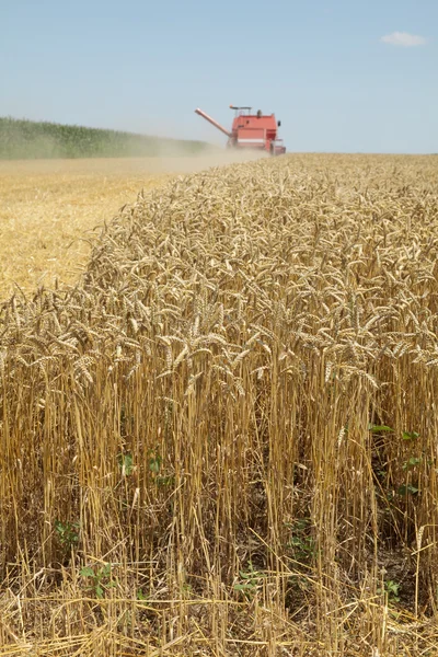 Agriculture, récolte de blé — Photo