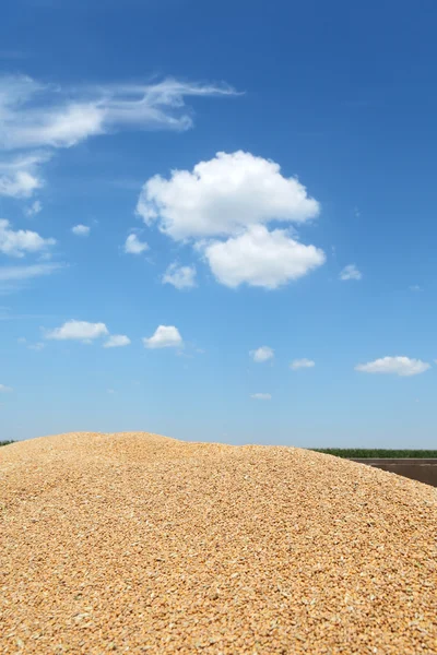 Úrody pšenice — Stock fotografie