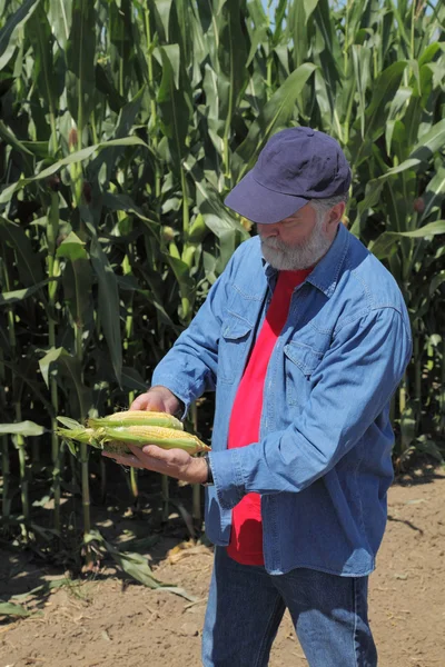 Agronomista examina espiga de milho — Fotografia de Stock