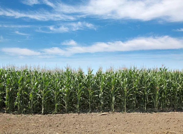 Сільське господарство, кукурудзяне поле — стокове фото