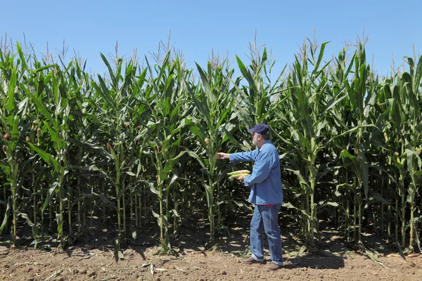 Landwirtschaft — Stockfoto