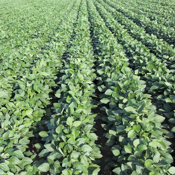 Agriculture — Stock Photo, Image