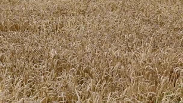 Wheat field — Stock Video