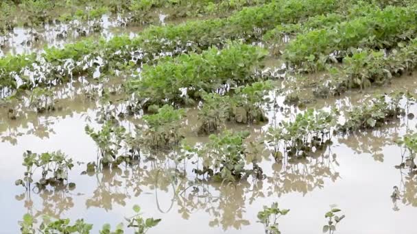 Inundação no campo de soja — Vídeo de Stock