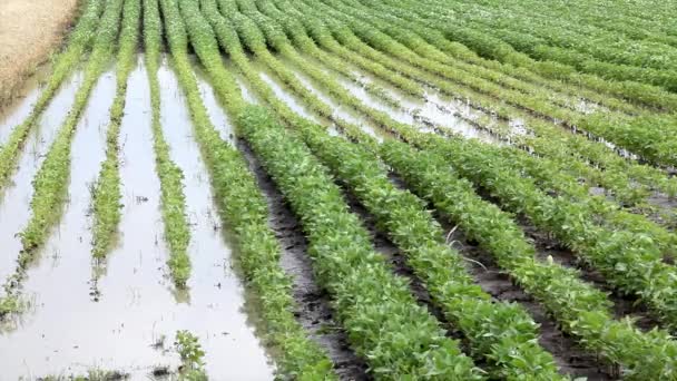 Flood in soy field — Stock Video