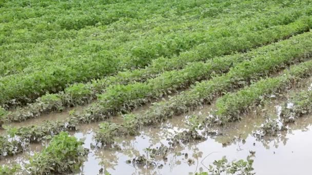 Flood in soy field — Stock Video