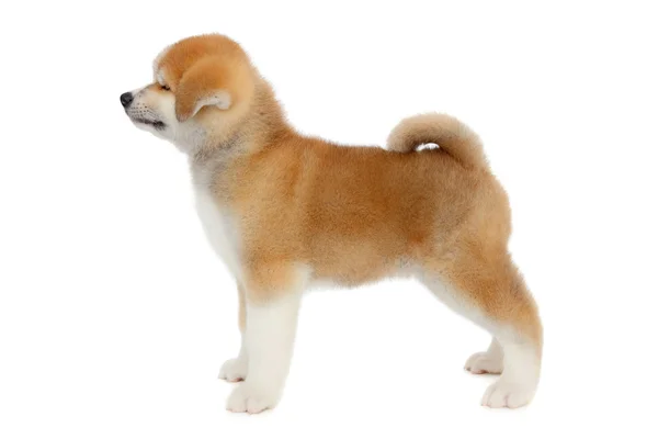 Akita cane domestico — Foto Stock