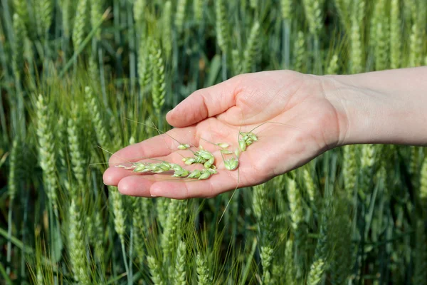 Landwirtschaft, Grünweizen — Stockfoto