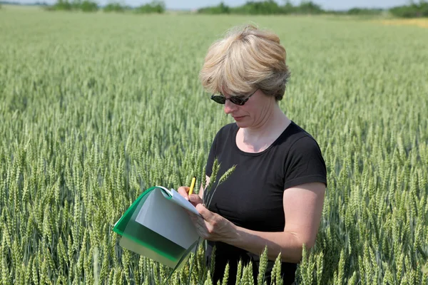 Agriculture, agronomy exprert in wheat — Stock Photo, Image