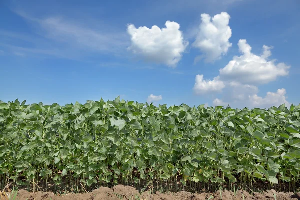 Landwirtschaft, Sojaanbau — Stockfoto