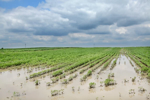 Agricultura, campo de soja inundado — Fotografia de Stock