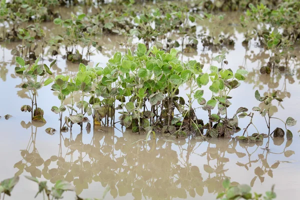 Landbouw, overstroomd soja plant — Stockfoto