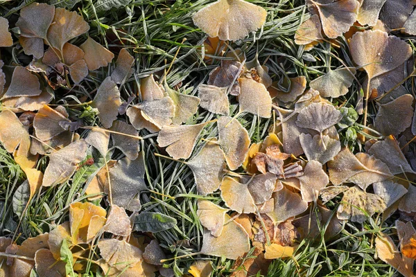 Hösten frysta ginkgo blad — Stockfoto