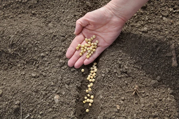 Agricoltura, semina di soia — Foto Stock