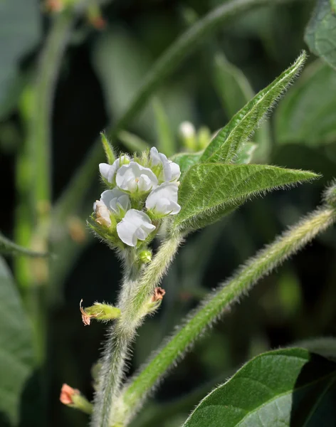 Agricultura, floração da soja — Fotografia de Stock