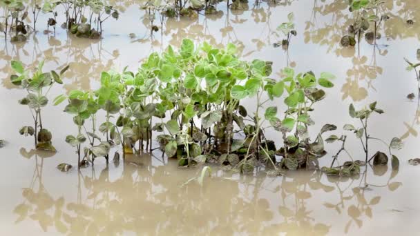 Agricultura, inundaciones — Vídeo de stock