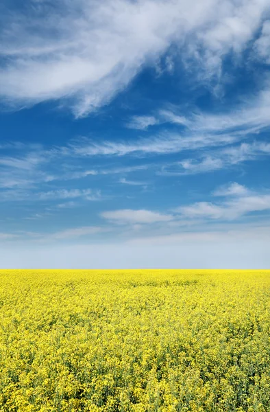 Landbouw, koolzaad — Stockfoto