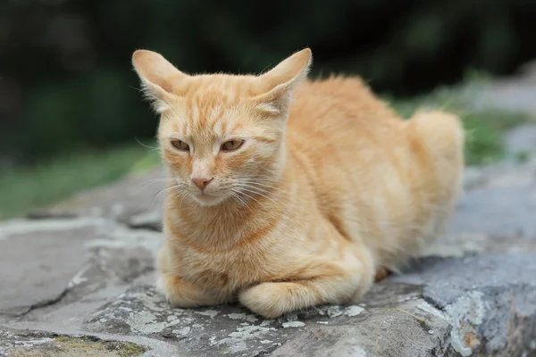 Domestic cat — Stock Photo, Image