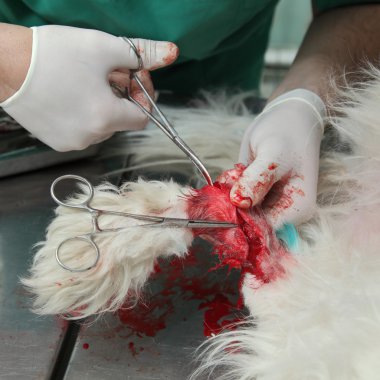 köpek cerrahi