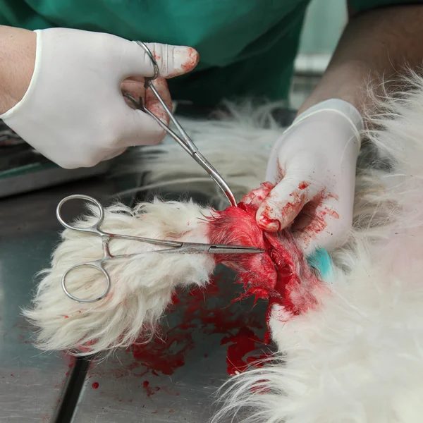 Cirugía para perros — Foto de Stock