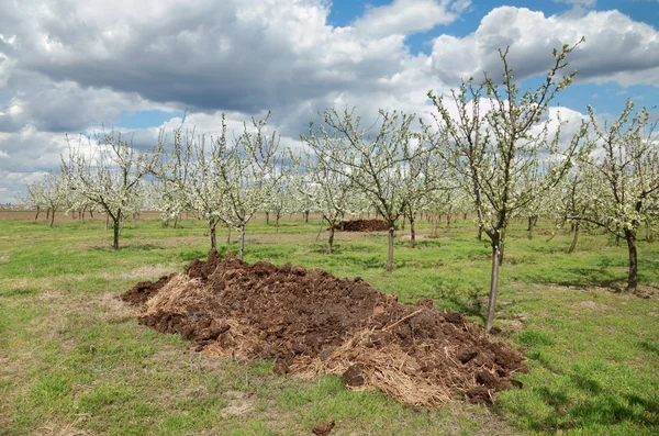 Jordbruk, gödselmedel i orchard — Stockfoto