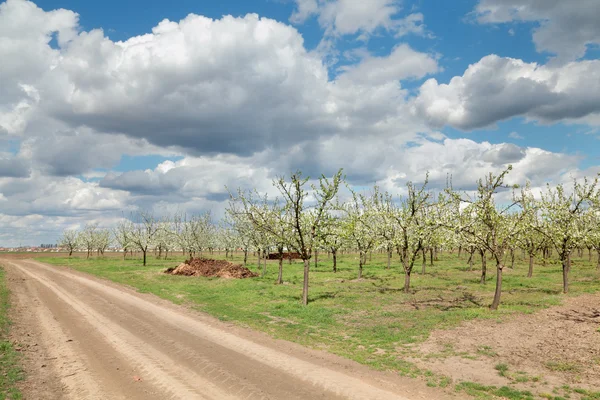 Agriculture, plum orchard — Stock Photo, Image