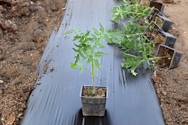 Agriculture, plante de tomate — Photo