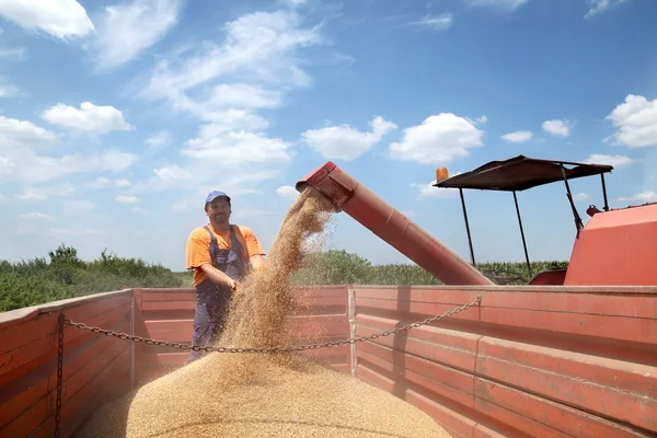 Сельское хозяйство, сбор пшеницы — стоковое фото