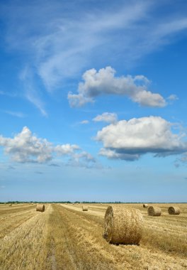 Tarım, buğday hasat