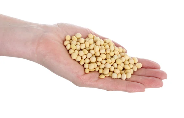 Agriculture, soybean concept — Stock Photo, Image