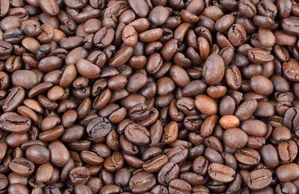 Landwirtschaft, Kaffee — Stockfoto