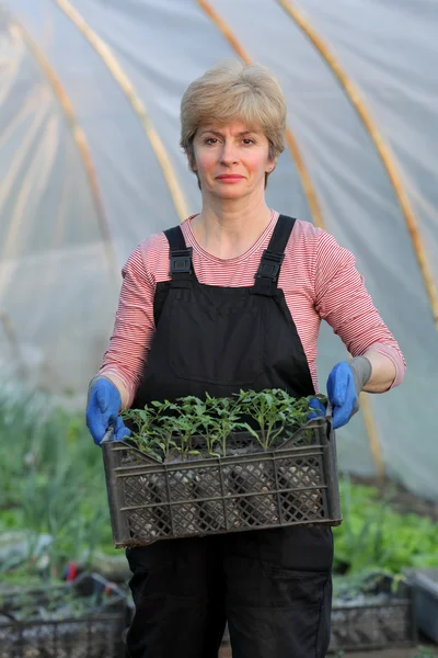 Trabajador agrícola en invernadero con planta de tomate — Foto de Stock