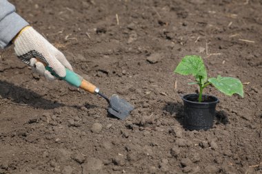 Tarım, salatalık bitki bahar