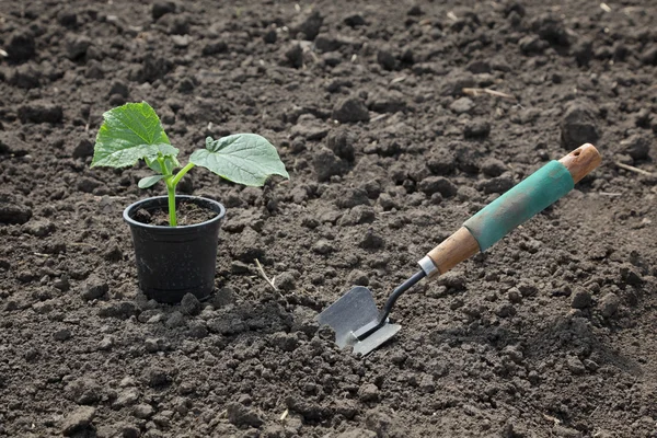 Agriculture, cucumber plant in spring — Stock Photo, Image