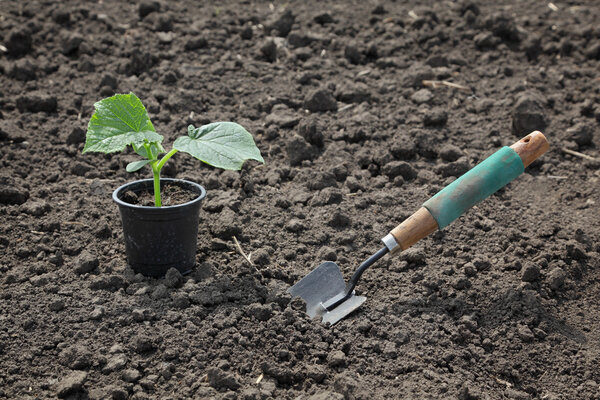 Agriculture, cucumber plant in spring
