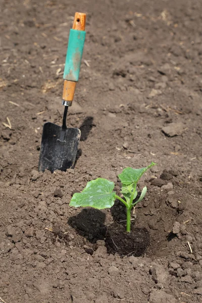 Landbouw, komkommer plant in het voorjaar van — Stockfoto