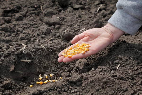 Agricultura, sementeira de milho — Fotografia de Stock