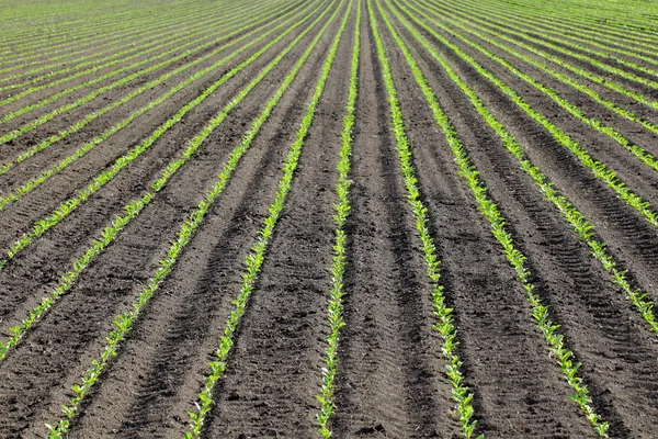 Soja plant in het voorjaar van — Stockfoto