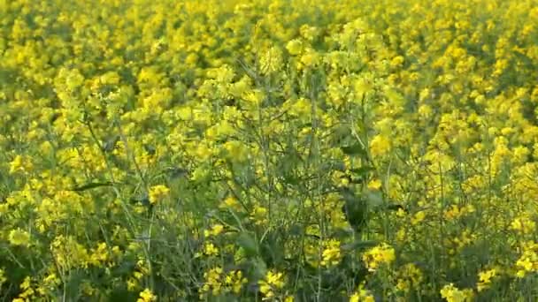 Agricultura, canola planta no campo — Vídeo de Stock